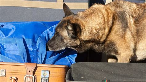 <b>Dogs</b> <b>can</b> <b>smell</b> more than just odors; they have an additional scent-detecting organ that enables them to sense chemical pheromones. . Can police dogs smell through aluminum foil